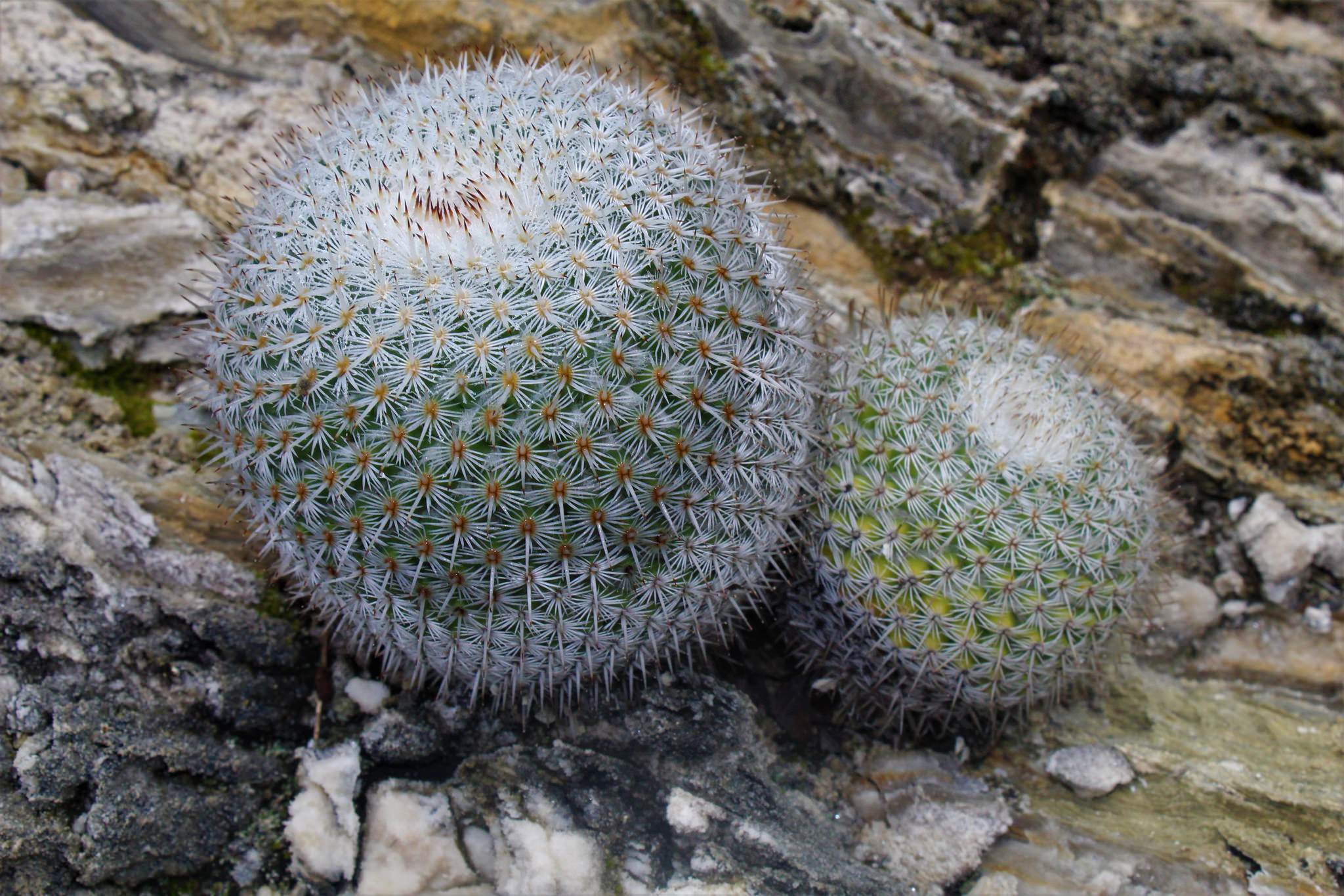 Mammillaria albilanata 